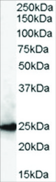 Anti-CBX1/HP1-? antibody produced in goat
