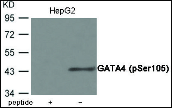 Anti-phospho-GATA4 (pSer¹??) antibody produced in
