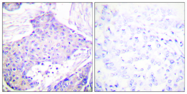 Anti-CARD6 antibody produced in rabbit