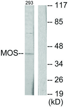 Anti-MOS antibody produced in rabbit