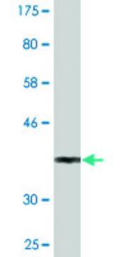 Monoclonal Anti-SEPHS1, (N-terminal) antibody produced