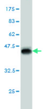 Monoclonal Anti-MYPN antibody produced in