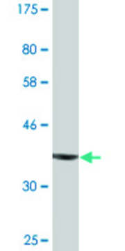 Monoclonal Anti-DICER1 antibody produced in