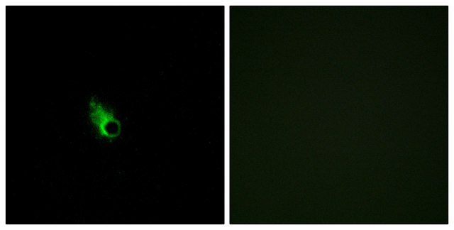 Anti-OR52E1 antibody produced in rabbit