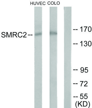 Anti-SMRC2 antibody produced in rabbit