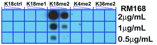 Anti-Dimethyl Histone H3 (Lys18) antibody,