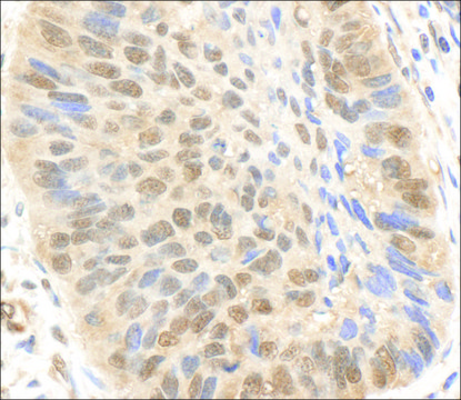 Rabbit anti-p300 Antibody, Affinity Purified