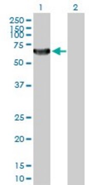 Anti-TAF1B antibody produced in rabbit