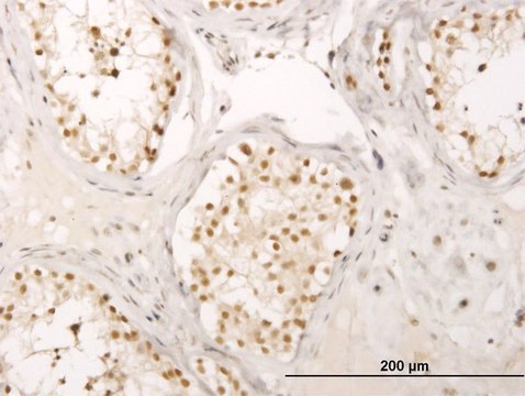 Monoclonal Anti-CRSP6 antibody produced in