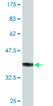 Monoclonal Anti-CDH19 antibody produced in