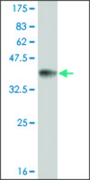 ANTI-TLR9 antibody produced in mouse