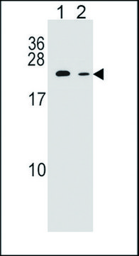 ANTI-RAB12 (N-TERM) antibody produced in