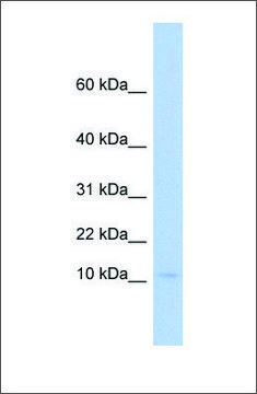 Anti-PLAC9 antibody produced in rabbit