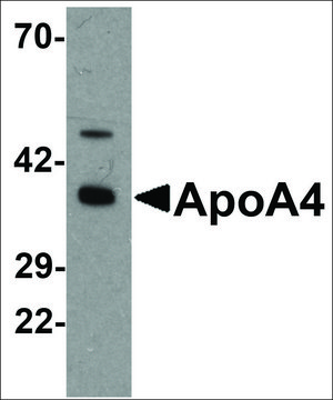 Anti-APOA4 antibody produced in rabbit