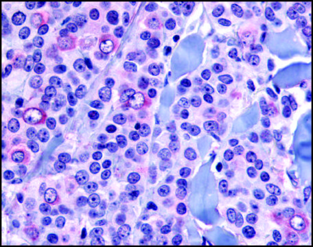 Anti-NANP (AB1) antibody produced in