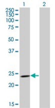 ANTI-RCV1 antibody produced in mouse