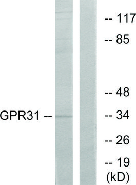 Anti-GPR31 antibody produced in rabbit