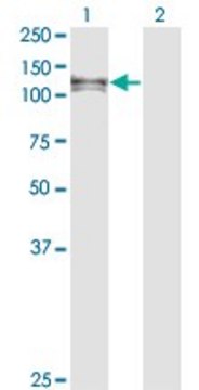 Monoclonal Anti-EPHA6 antibody produced in