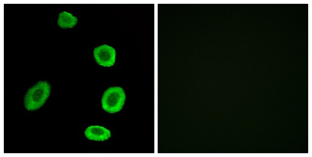 Anti-OR8K1 antibody produced in rabbit