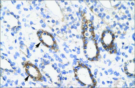 Anti-SOX10 antibody produced in rabbit