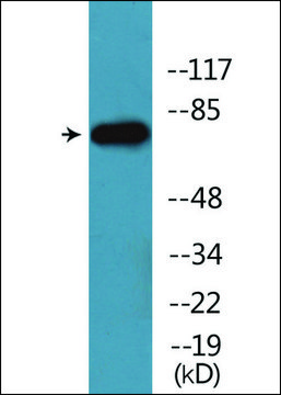 Anti-phospho-Tau (pSer516/199) antibody produced in