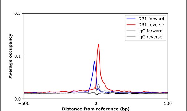 Anti-DR1 antibody produced in rabbit