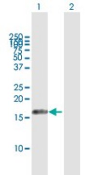Anti-C9orf58 antibody produced in mouse