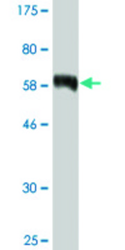 Monoclonal Anti-SDCBP2 antibody produced in