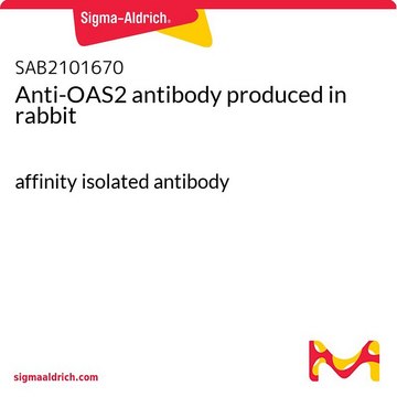 Anti-OAS2 antibody produced in rabbit