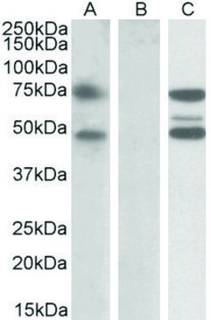 Anti-ASNSD1 antibody produced in goat