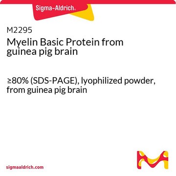 Myelin Basic Protein from guinea