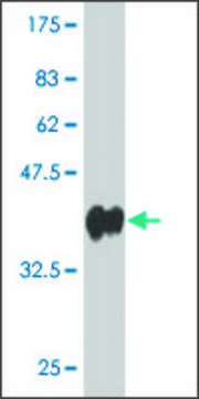 ANTI-PCDHGC3 antibody produced in mouse