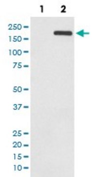Monoclonal Anti-EGFR (phospho Y1068) antibody