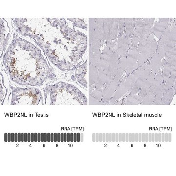 Anti-WBP2NL antibody produced in rabbit