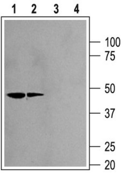 Anti-Potassium Channel K??2.2 antibody produced