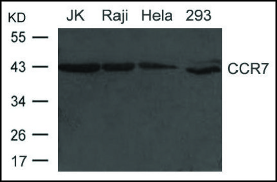 Anti-CCR7 antibody produced in rabbit