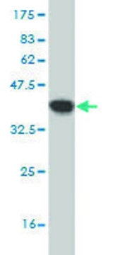 Monoclonal Anti-MFGE8 antibody produced in