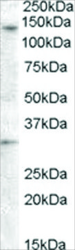 Anti-GPR125 antibody produced in goat