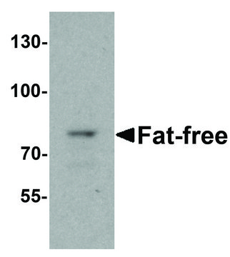 Anti-Fat Free antibody produced in