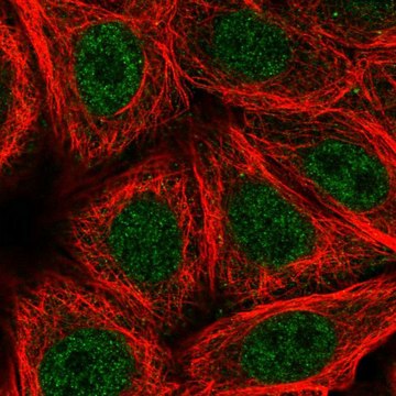 Anti-ZNF789 antibody produced in rabbit
