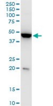 Monoclonal Anti-KLF13 antibody produced in