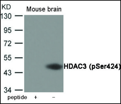 Anti-phospho-HDAC3 (pSer?²?) antibody produced in