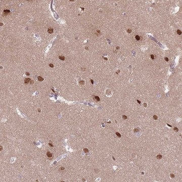 Anti-SH3BGRL2 antibody produced in rabbit
