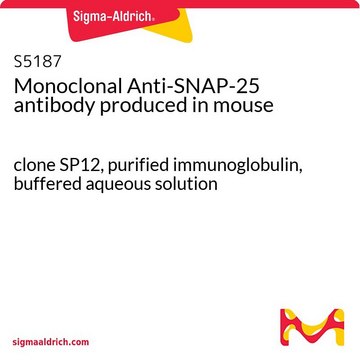Monoclonal Anti-SNAP-25 antibody produced in