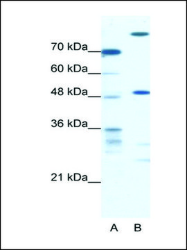 Anti-NFS1 antibody produced in rabbit