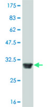ANTI-FOXL1 antibody produced in mouse