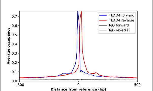 Anti-TEAD4 antibody produced in rabbit