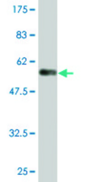 Monoclonal Anti-RAB3C antibody produced in