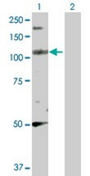 Anti-PPFIBP2 antibody produced in rabbit