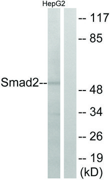 Anti-SMAD2 antibody produced in rabbit